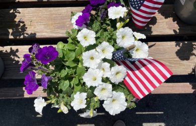 a birdseye view of purple and white petunias and American Flag for Memorial Day