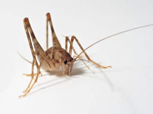 closeup of a beige-colored cave cricket on a white background