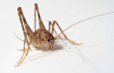 closeup of a beige-colored cave cricket on a white background