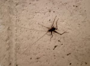 a cave cricket on a white cinderblock basement wall