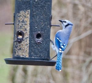 a blue jay perched on a bird feeder