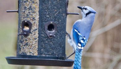 a blue jay perched on a bird feeder