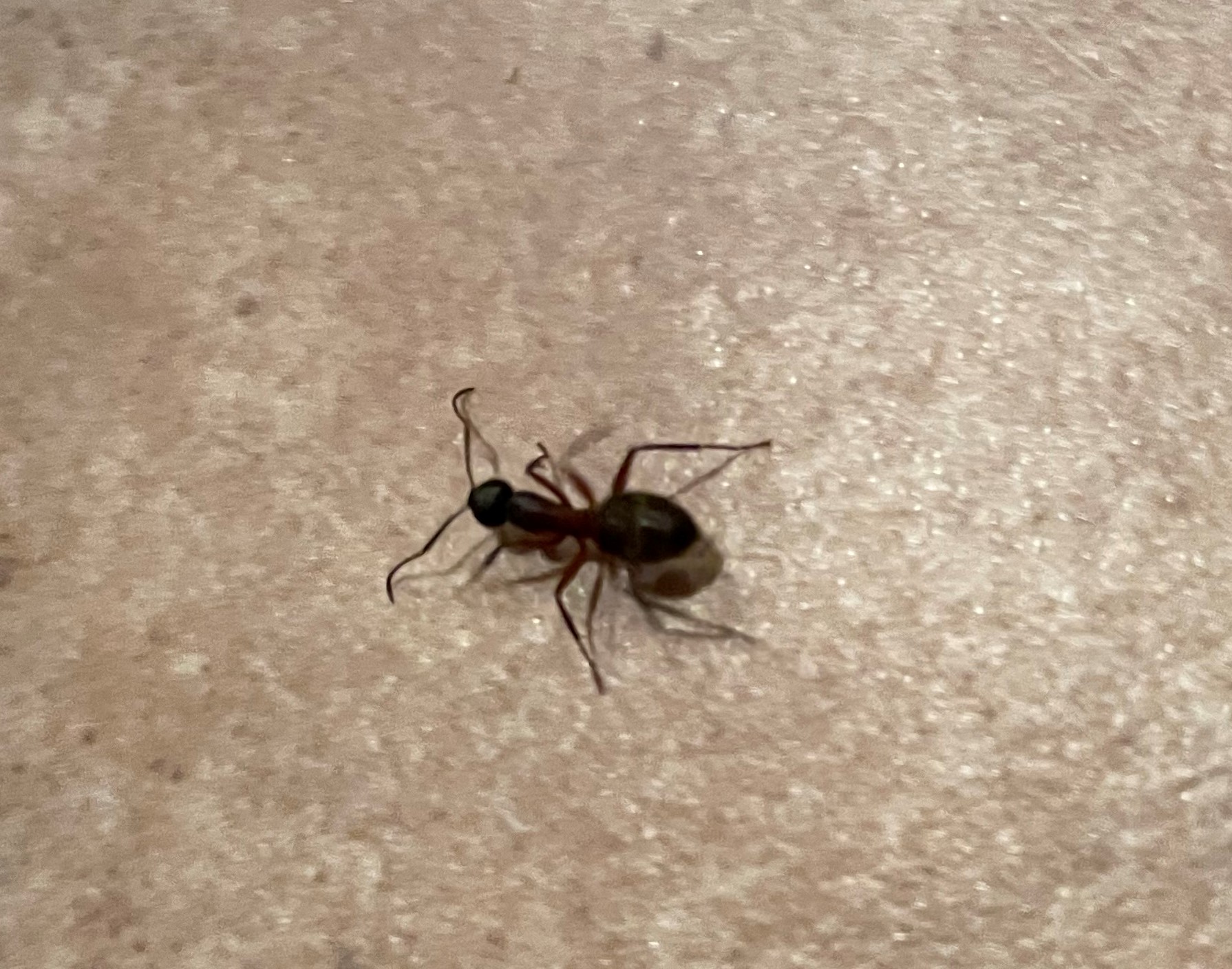 Garden Dilemmas, Delights & Discoveries, Ask Mary Stone Carpenter Ants