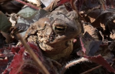 a closeup of a taupe colored American toad below a maroon leafed plant