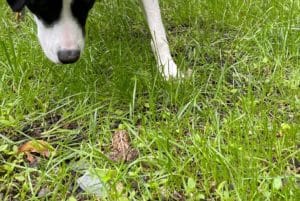 a black and white dog looking at a taupe colored toad