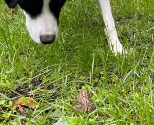 a black and white dog looking at a taupe colored toad