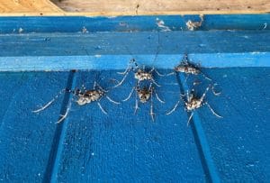 five large cave crickets on a wooden recycle bin door painted blue