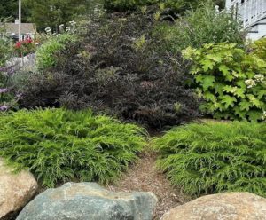 a garden with a evergreen groundcover shrub named Microbiota used as mulch