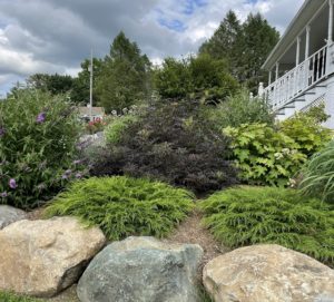 a garden with a evergreen groundcover shrub named Microbiota used as mulch