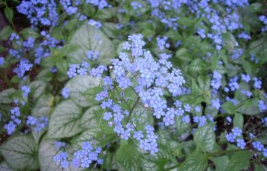 a favorite mulch alternative with large heart-shaped silver leaves outlined by a web of green veins and light purple flowers.