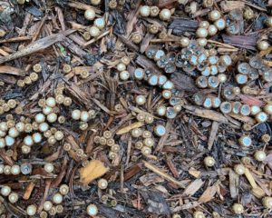 clusters of tiny orange-brown and cream cups of artillery fungus on mulch
