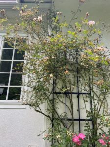 a white stucco house with trellis with diseased climbing roses
