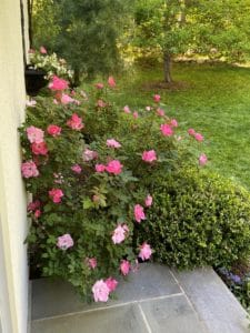 healthy dark pink knock out roses