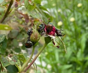 a cluster of Japanese Beetles looking lifeless on rose buds