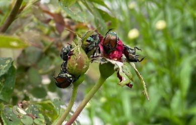 a cluster of Japanese Beetles looking lifeless