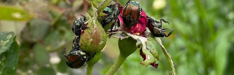 a cluster of Japanese Beetles looking lifeless