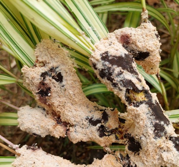 Garden Dilemmas, Delights &amp; Discoveries, Ask Mary Stone