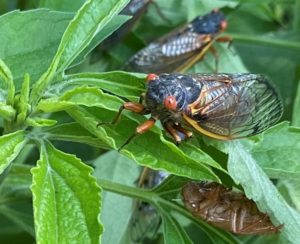 A Brood x cicadas with black bodies and reddish wings and eyes on a shrub