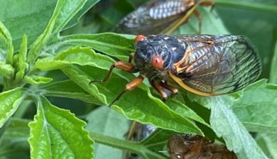 A Brood x cicadas with black bodies and reddish wings and eyes on a shrub