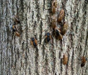 Brood-X Cicadas climbing a tree trunk