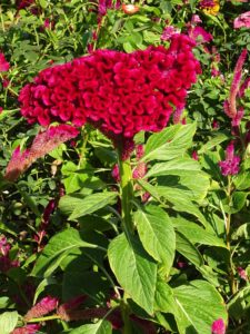 a scarlet red blossom of a Celosia flower intentionally propagated with fasciation