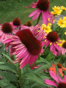 an elongated center of a mauve coneflower with fasciation