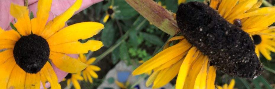 an elongated dark brown center of a black-eyed Susan with bright yellow petals.