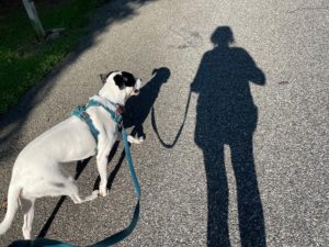 a white dog with black markings and her shadow next to a woman's shadow on the road