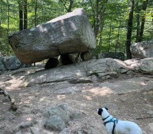 a black and white dog named Jolee looking up at Tripod Rock