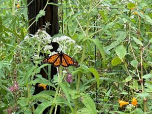 a monarch butterfly, her orange and black wings open, in a wildflower field