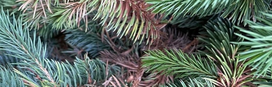 zoom in on a blue spruce with brown needles caused by needle cast