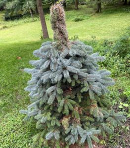 a small baby blue eyes blue spruce with needle cast symptoms of browned and drooping treetop and side needles.