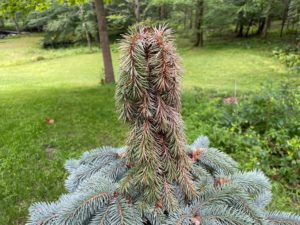 small baby blue eyes blue spruce with needle cast symptoms of browned and drooping treetop and side needles.