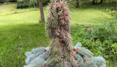 small baby blue eyes blue spruce with needle cast symptoms of browned and drooping treetop and side needles.