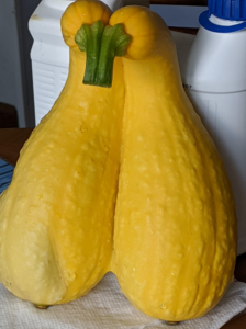 Siamese twin yellow summer squash also known as conjoined squash or fruit