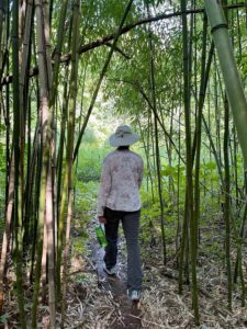 a blond woman walking on a path in Bamboo brook