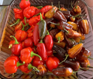 a glass dish filled with red, orange, and brownish hot peppers