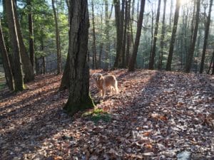 a golden retriever in a forest during the fall