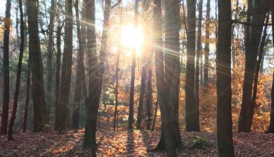 A burst of morning sunshine through a forest of trees in fall.