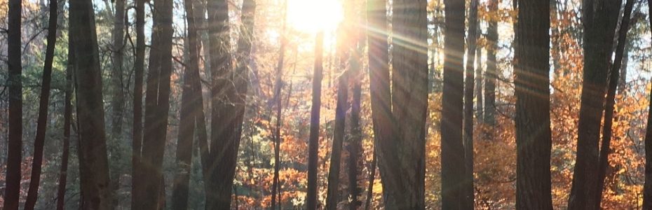 A burst of morning sunshine through a forest of trees in fall.