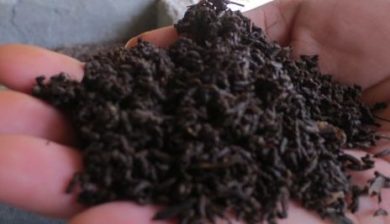 a hand holding dark brown worm castings tat looks like grainy soil