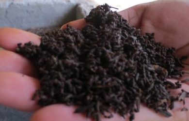 a hand holding dark brown worm castings tat looks like grainy soil
