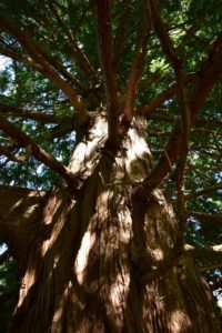 looking up at the trunk of a large reddish-brown trunk of a NJ Champion tree at Willowwood Arboretum