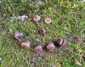 acorns in moss arranged to look like a smiley face