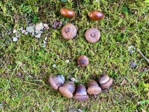 acorns in moss arranged to look like a smiley face