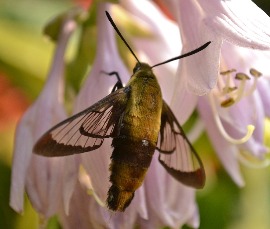 Hawk Moth: Mysterious Pollinator of the Night