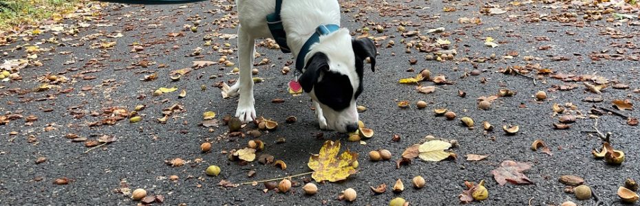 a black and white dog sniffing a mast year of shagbark hickory nuts on a road