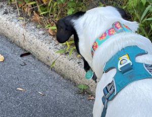 a black and white dog sees a woolly bear caterpillar along the curb of a road