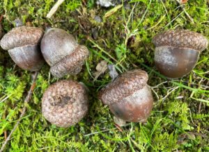 a cluster of large acorns on moss