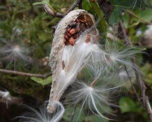 milkweed seed pods with clusters of orange-red bugs with black markings